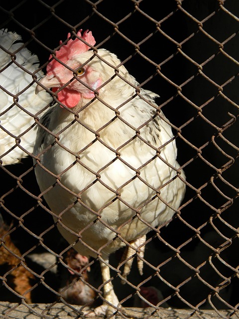 红灯笼高悬 红灯笼高悬